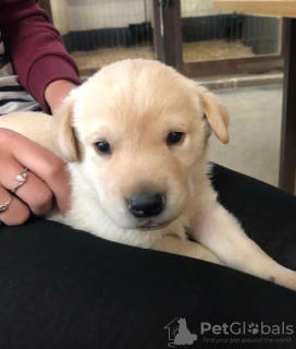 Photo №3. GOLDEN RETRIEVER LABRADOR PUPPY. France