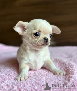 Photo №1. chihuahua - for sale in the city of Эспоо | negotiated | Announcement № 127403