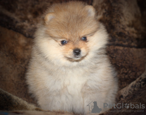 Photo №2 to announcement № 9159 for the sale of pomeranian - buy in Belarus breeder