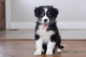 Photo №2 to announcement № 164743 for the sale of australian shepherd - buy in France private announcement, breeder