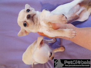 Photo №3. A charming little boy, Chihuahua puppy in Tbilisi and Batumi.. Georgia