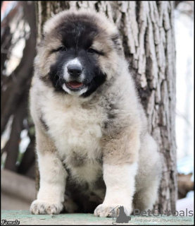 Photo №1. caucasian shepherd dog - for sale in the city of Belgrade | negotiated | Announcement № 95451