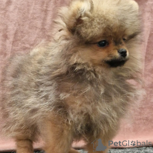 Photo №1. pomeranian - for sale in the city of Odessa | 1499$ | Announcement № 29709