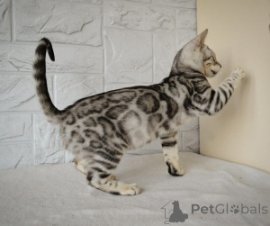 Photo №1. bengal cat - for sale in the city of Kristianstad | 706$ | Announcement № 153262