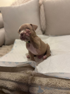 Photo №4. I will sell american bully in the city of Villingen-Schwenningen.  - price - 941$