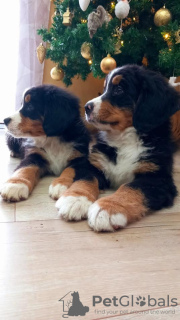 Photo №3. Bernese Mountain Dog. Serbia