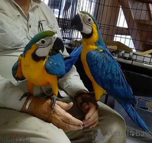 Photo №3. fully tame blue and gold macaw for sale. Kuwait