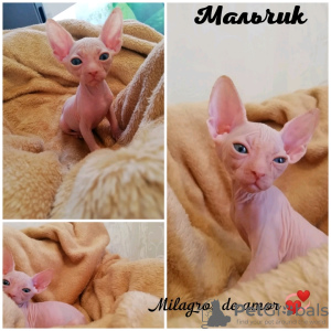 Photo №2 to announcement № 7275 for the sale of sphynx-katze - buy in Russian Federation from nursery