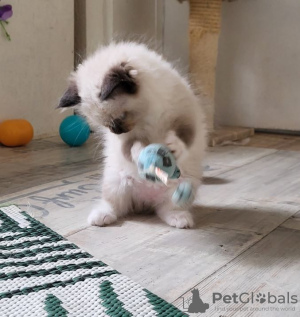 Photo №2 to announcement № 72818 for the sale of ragdoll - buy in Finland private announcement, breeder