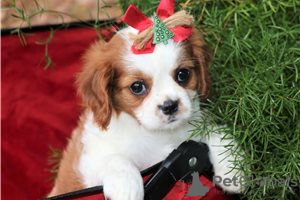 Photo №3. Adorable Cavalier King Charles Puppies for free adoption. Germany