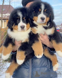 Photo №1. bernese mountain dog - for sale in the city of Berlin | Is free | Announcement № 23736