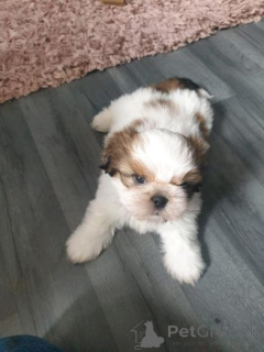 Photo №2 to announcement № 158935 for the sale of shih tzu - buy in Montenegro private announcement