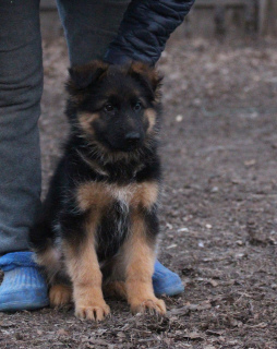 Photo №2 to announcement № 6337 for the sale of german shepherd - buy in Russian Federation breeder