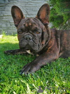 Photo №2 to announcement № 11372 for the sale of french bulldog - buy in Belarus breeder