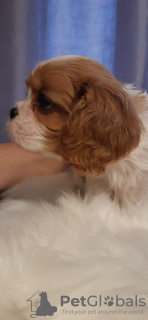 Photo №2 to announcement № 97025 for the sale of cavalier king charles spaniel - buy in Latvia 