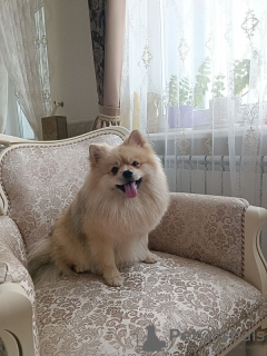 Photo №4. I will sell german spitz, pomeranian in the city of Москва. breeder - price - 911$