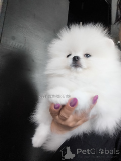 Photo №4. I will sell pomeranian in the city of Tbilisi. private announcement, from nursery, breeder - price - negotiated