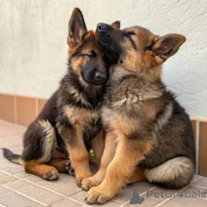 Photo №1. german shepherd - for sale in the city of Munich | negotiated | Announcement № 158379