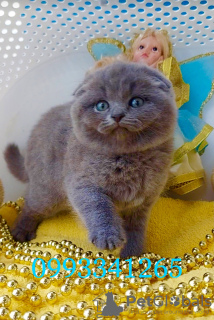 Photo №1. scottish fold - for sale in the city of Пршибрам | 11000$ | Announcement № 127486