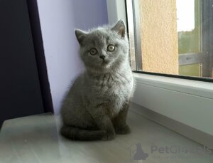 Photo №3. British Shorthair kittens, please contact me via WhatsApp 49 15219491597. Germany