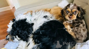 Photo №1. american cocker spaniel - for sale in the city of Berlin | 941$ | Announcement № 139039