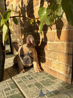 Photo №1. french bulldog - for sale in the city of Bremen | negotiated | Announcement № 154921