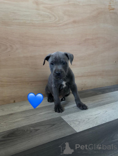 Photo №3. Staffordshire Bullterrier pentuja. Finland