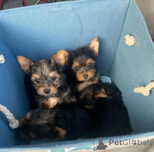 Photo №1. yorkshire terrier - for sale in the city of Helsinki | 376$ | Announcement № 135119
