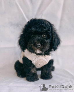 Photo №1. poodle (toy) - for sale in the city of Флорида Сити | 250$ | Announcement № 124482