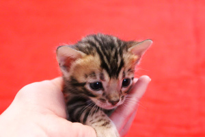 Additional photos: Kennel offers to pre-record and reserve Bengal kittens.