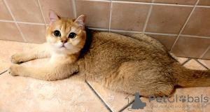 Photo №2 to announcement № 19618 for the sale of british shorthair - buy in Italy breeder