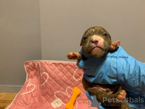 Photo №1. american bully - for sale in the city of Панчево | 2447$ | Announcement № 127735