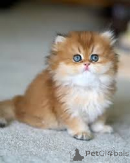 Photo №4. I will sell british longhair in the city of Marseilles. private announcement, breeder - price - 516$