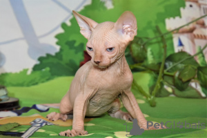 Additional photos: kittens canadian sphynx