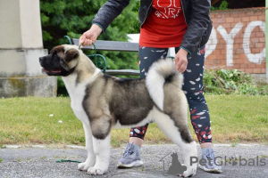 Photo №1. american akita - for sale in the city of Kiev | 2$ | Announcement № 59153