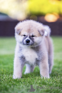 Photo №2 to announcement № 148468 for the sale of akita - buy in Lithuania breeder