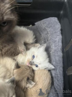 Additional photos: Ragdoll kittens viewings now welcome