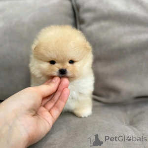 Photo №1. pomeranian - for sale in the city of BERNKASTEL-KUES | 258$ | Announcement № 173653