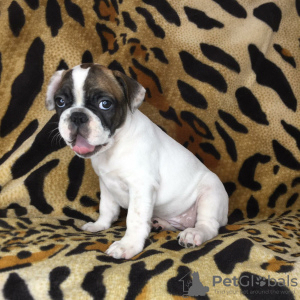 Photo №1. french bulldog - for sale in the city of Zaporizhia | 197$ | Announcement № 7260