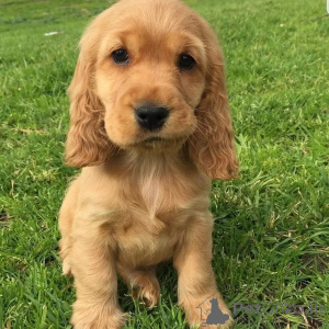 Photo №2 to announcement № 171706 for the sale of labrador retriever - buy in Belgium private announcement