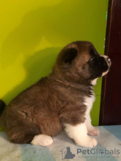Photo №2 to announcement № 133510 for the sale of american akita - buy in Serbia 