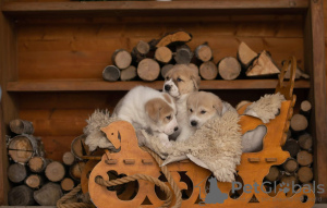 Photo №3. Beautiful puppies from gorgeous dogs. Lithuania