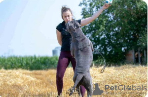 Additional photos: Cane Corso puppies