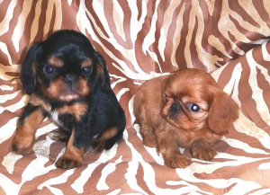 Photo №3. Puppies are offered for sale by King Charles Spaniel (English Toy Spaniel).. Russian Federation