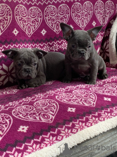 Photo №3. Vaccinated French Bulldog Puppies available now for sale. Germany