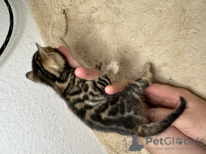 Additional photos: Gorgeous Bengal kittens