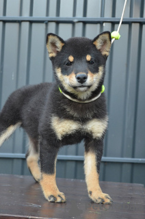 Additional photos: Shiba Inu puppies