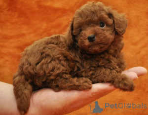 Photo №1. poodle (toy) - for sale in the city of Basel | negotiated | Announcement № 159124
