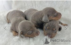 Additional photos: СНИЖЕННАЯ ЦЕНА KC, DNA Clear Miniature Dachshund