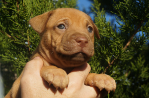 Photo №1. american pit bull terrier - for sale in the city of Kherson | 649$ | Announcement № 3879